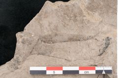 Foto (Detailansicht) von Juglans acuminata Braun (NHMW-GEO-2024-0188-8029)